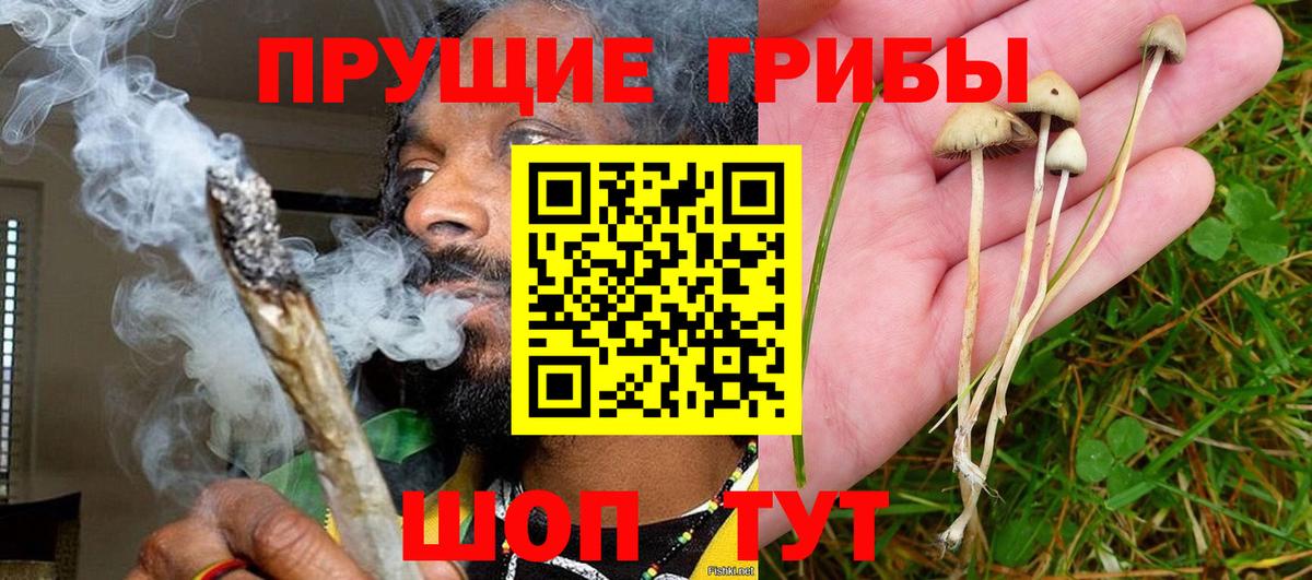 Галлюциногенные грибы Psilocybe Майский